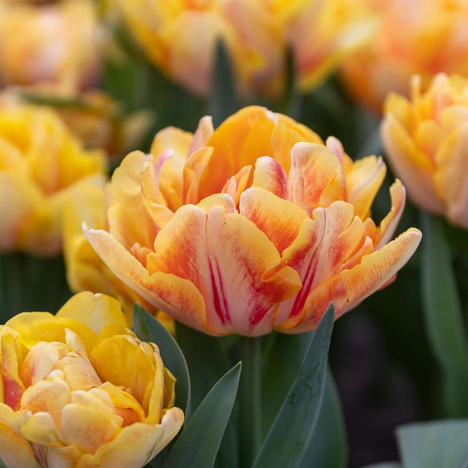 Tulipe 'Foxy Foxtrot'